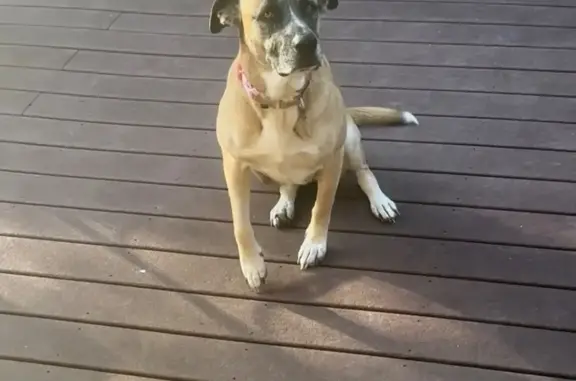 Lost pets Macon, photo: Lost Dog: Friendly Lucy in Macon Area