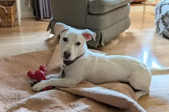 Lost Lab-Dachshund Mix: South 17th Ave