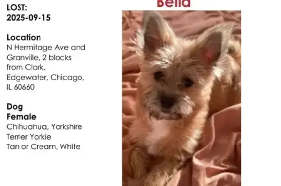 Lost Dog: Tan & White, North H...
