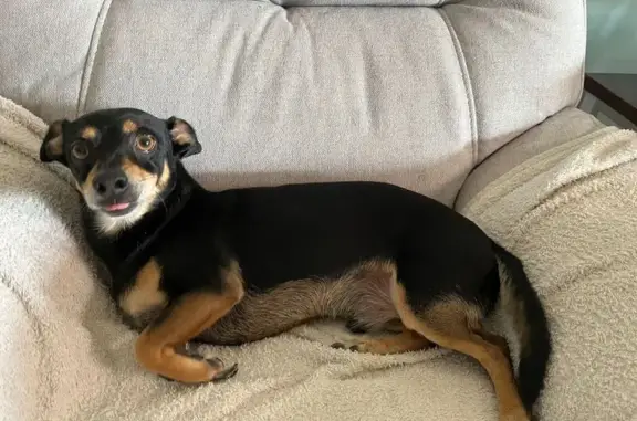 Perro pequeño perdido cerca de Monzón