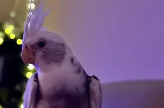 Lost Cockatiel: Thunder Whistles Tunes