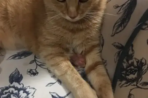 Lost Chubby Tabby: McPherson Ave, STL