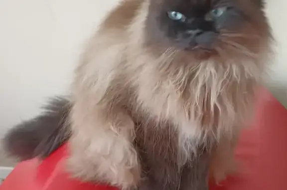 Lost Cream Cat: Help Find in K...