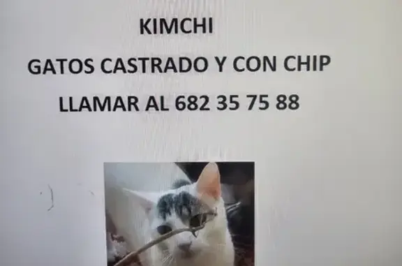¡Gato Blanco Perdido en Gijón!...