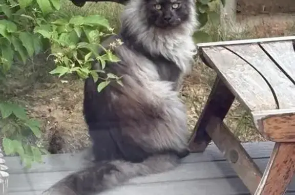 Animaux perdus , photo: Chat Maine Coon perdu à Magny-le-Hongre