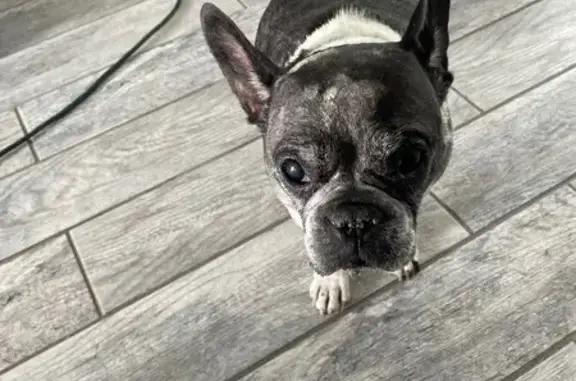 Lost French Bulldog: Meadow Cr...