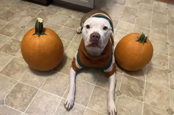 Lost Pitbull Mix: Friendly & M...