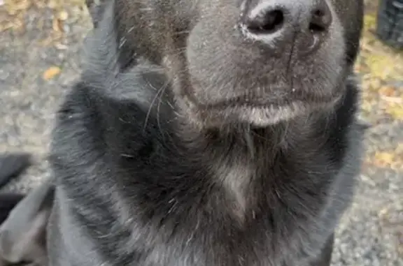 Lost Black Lab: Big Fluffy Tai...