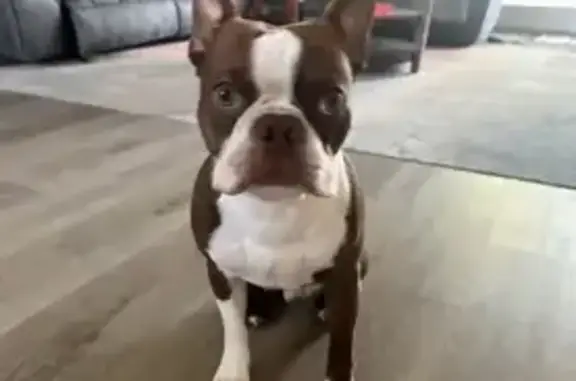 Lost Brown Boston Terrier in A...