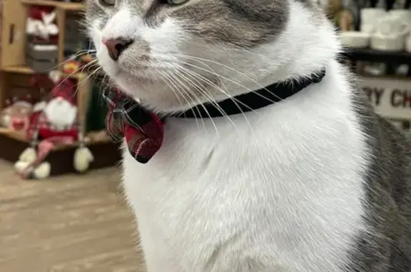 Lost Friendly Cat from Katz Ha...