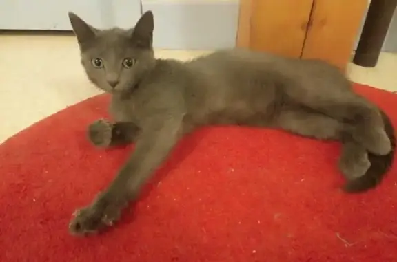 Animaux trouvés Chapareillan, photo: Chatonne chartreux trouvée à Chapareillan