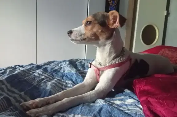 Perra hembra de 7 meses, raza Jack Russell, mayoritariamente blanca, con gran mancha negra en el lateral y en la base de la cola. Orejas negras, cara blanca, marrón y negra. LLEVA 2 COLLARES PUESTOS, uno de color gris (el de la correa) y otro de plata con brillantes rosas, tipo bisutería. No es agresiva, puede que ladre si la intentan coger, es asustadiza. Responde al nombre de NOUR (se pronuncia NUR) o al nombre de LILI (nombre que tenia antes de que la adoptaramos). Ha desaparecido en la zona de LA VERNEDA - LA PAU - SANT MARTÍ, en la calle SANTANDER / PASSATGE FERRADURA.