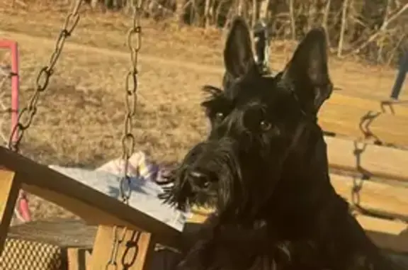 Lost Black Terrier: Male, Micr...