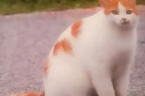 Lost Cat: White & Orange, V-Cu...