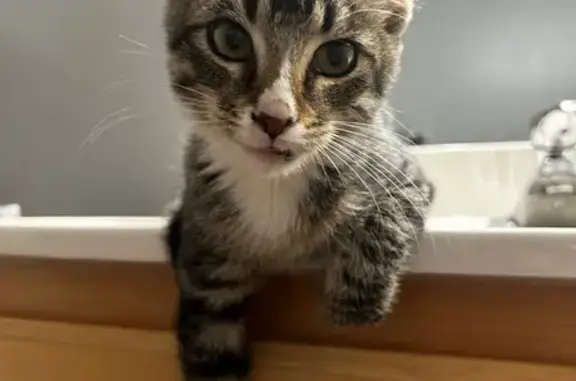 Found cat Farmington, photo: Found: Young Male Tabby on Glovers Lane