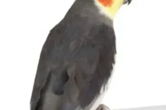 Lost Bird Finn: Whistle for Hi...