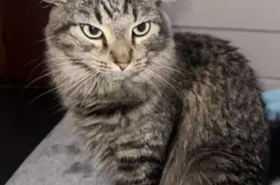 Lost Fluffy Black & White Cat in Berwyn