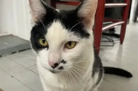 Friendly Black & White Cat Lost on W. Madison