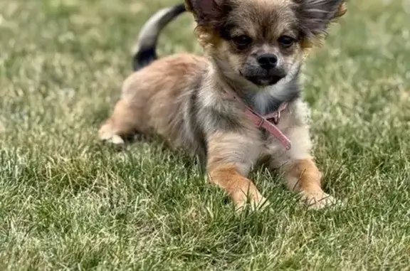 Lost Dog: Skittish, No Collar...
