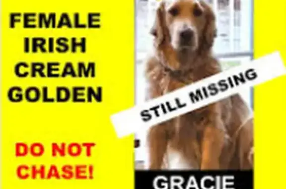 Lost: Fluffy Female Dog on Har...