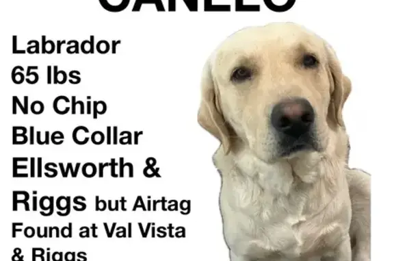 Lost White Labrador: Friendly & Anxious