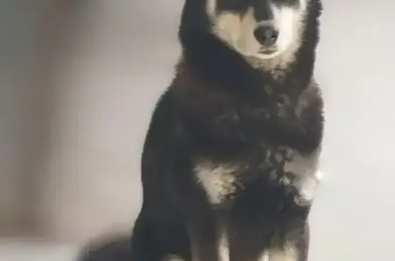 Perro perdido: manchas blancas y ojos café