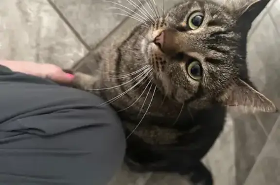 Found cat Broadview Heights, photo: Friendly Striped Cat Found on Victoria Dr