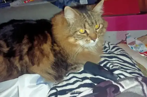 ¡Ayuda! Gato perdido en León:...
