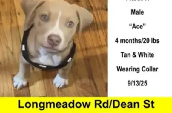 Lost Puppy: Tan, White & Green...