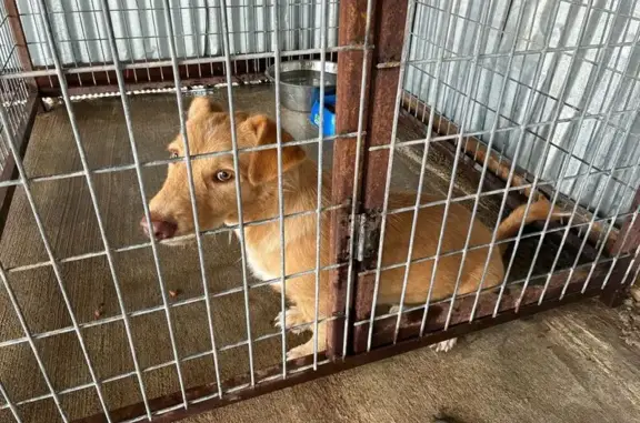 Found dog Tonkawa, photo: Friendly Found Dog Needs Loving Home