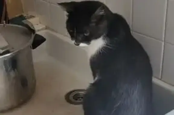 Chatte noire perdue à Mormant - photo