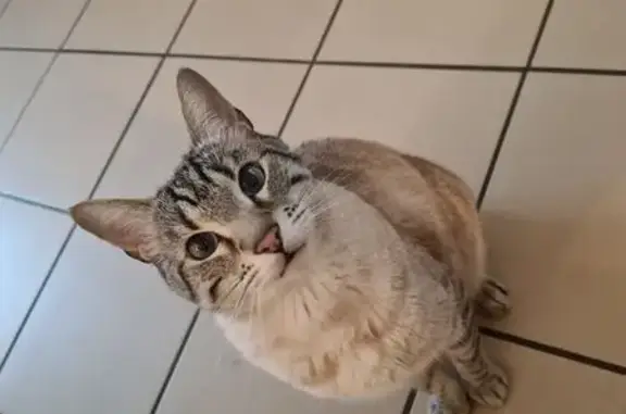 Animaux perdus Étagnac, photo: Chat perdu à Étagnac, beige/gris, 9 ans