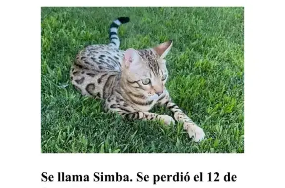 ¡Ayuda! Gato Bengalí Perdido e...