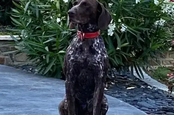 Chien perdu , photo : Chien perdu à Brains-sur-les-Marches