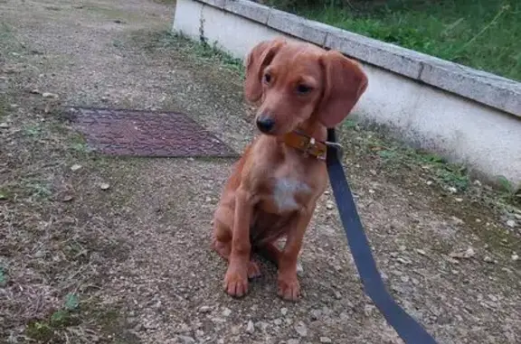 Chiot trouvé non pucé à Chasseneuil-du-Poitou - photo
