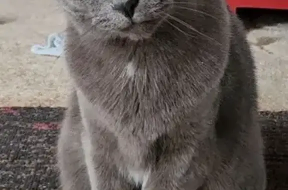 Lost Grey Cat: Seen Near Westfield Way
