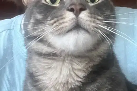 Lost Cat: Friendly Grey & Crea...