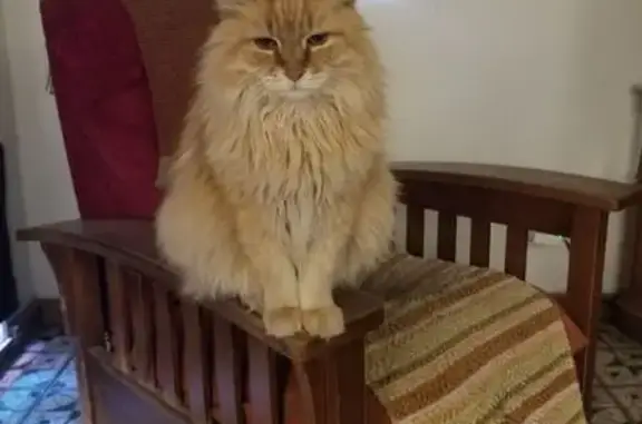 Lost Cat: Friendly Orange Feline on West Washington