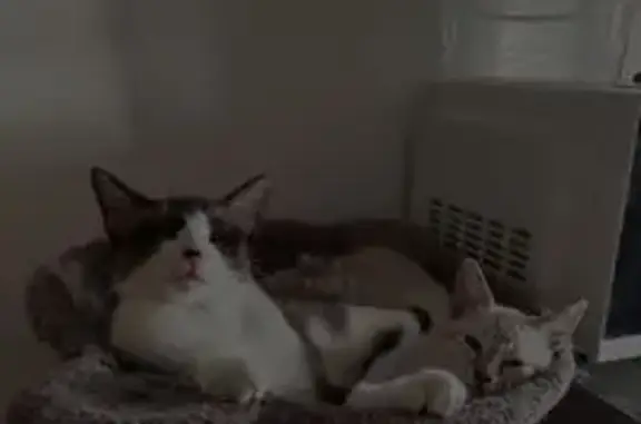 Se Busca: Gata Blanca con Manchas en Benidorm
