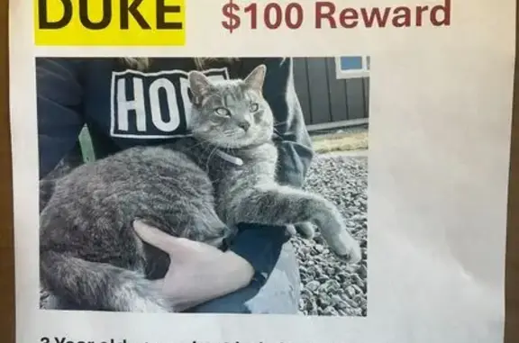 Missing cat Denver, photo: Lost: Friendly Grey Cat on E 45th Ave