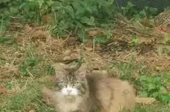 Animaux trouvés Coulogne, photo: Chat Norvégien 13 ans trouvé à Coulogne
