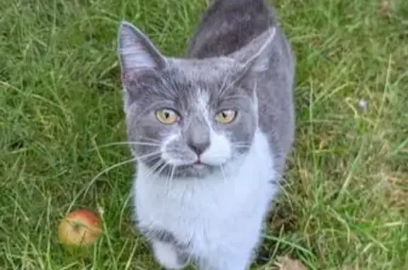 Found pets , photo: Found: Young Grey & White Cat, Sefton