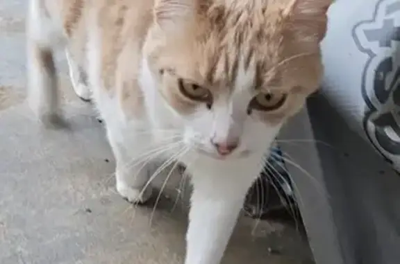 Chat trouvé Bornel, photo: Chatte sociable trouvée à Bornel