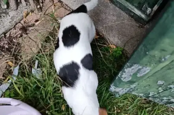 Chien trouvé Neuilly-Plaisance, photo: Chienne trouvée sans collier à Neuilly
