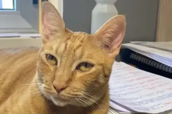 ¿Has visto a mi gato? Ermita San Jaime