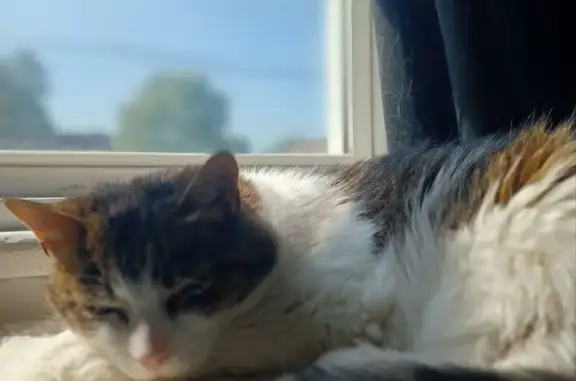 Lost Cat: Lily, 13, White & Tabby, One-Eyed
