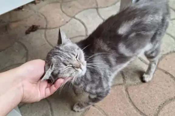Chatte trouvée près du boulodrome de St Fons - photo