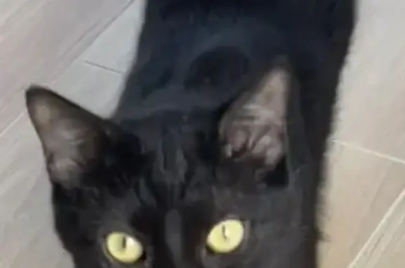 Chat noir perdu, yeux jaunes, Mûrs-Erigné - photo