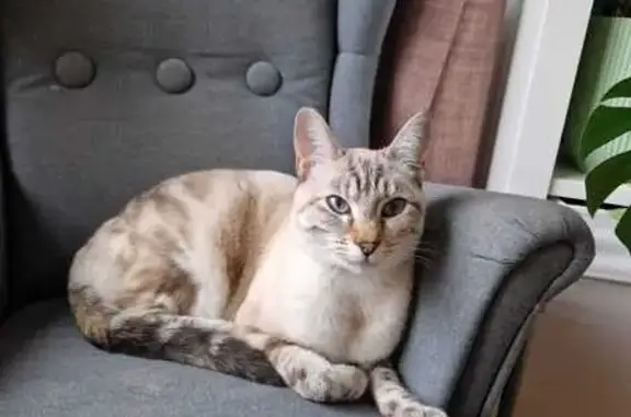 Chat perdu, Bermont, photo: Chatte perdue rue Dorans, Bermont