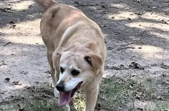 Found dog Tulsa, photo: Found Friendly Dog in Sun Meadow, Tulsa